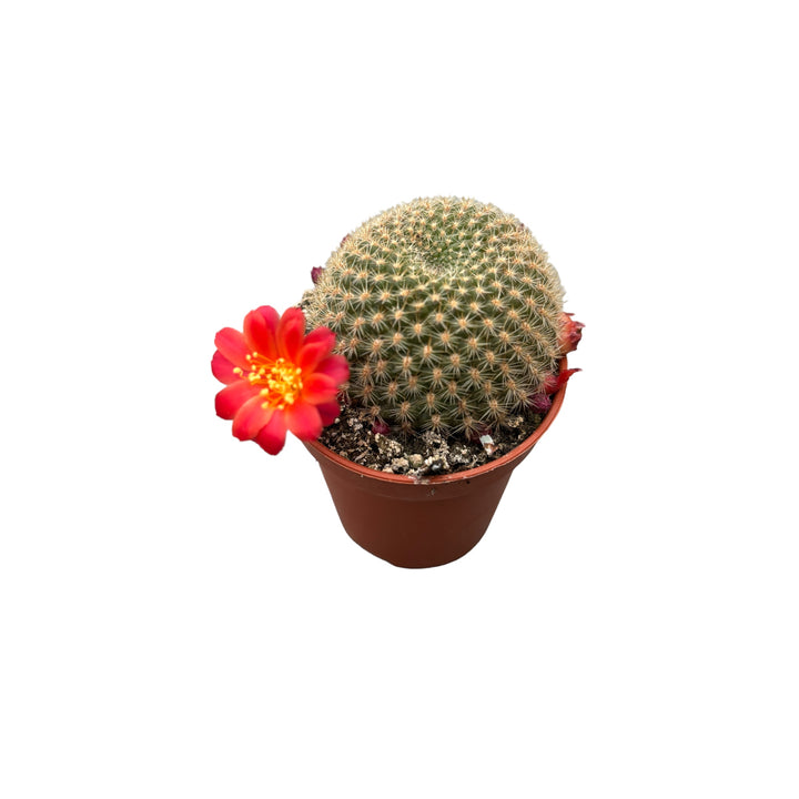 Rebutia minuscula