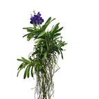 Vanda Tweed Blue XXL 7p (Ansu)