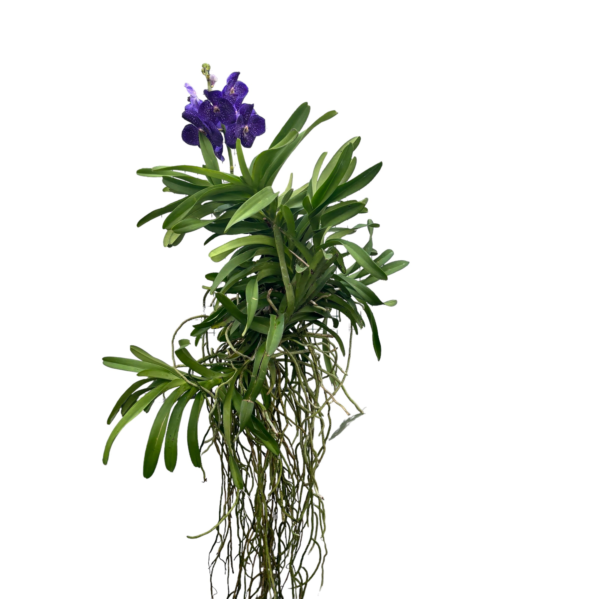 Vanda Tweed Blue XXL 7p (Ansu)