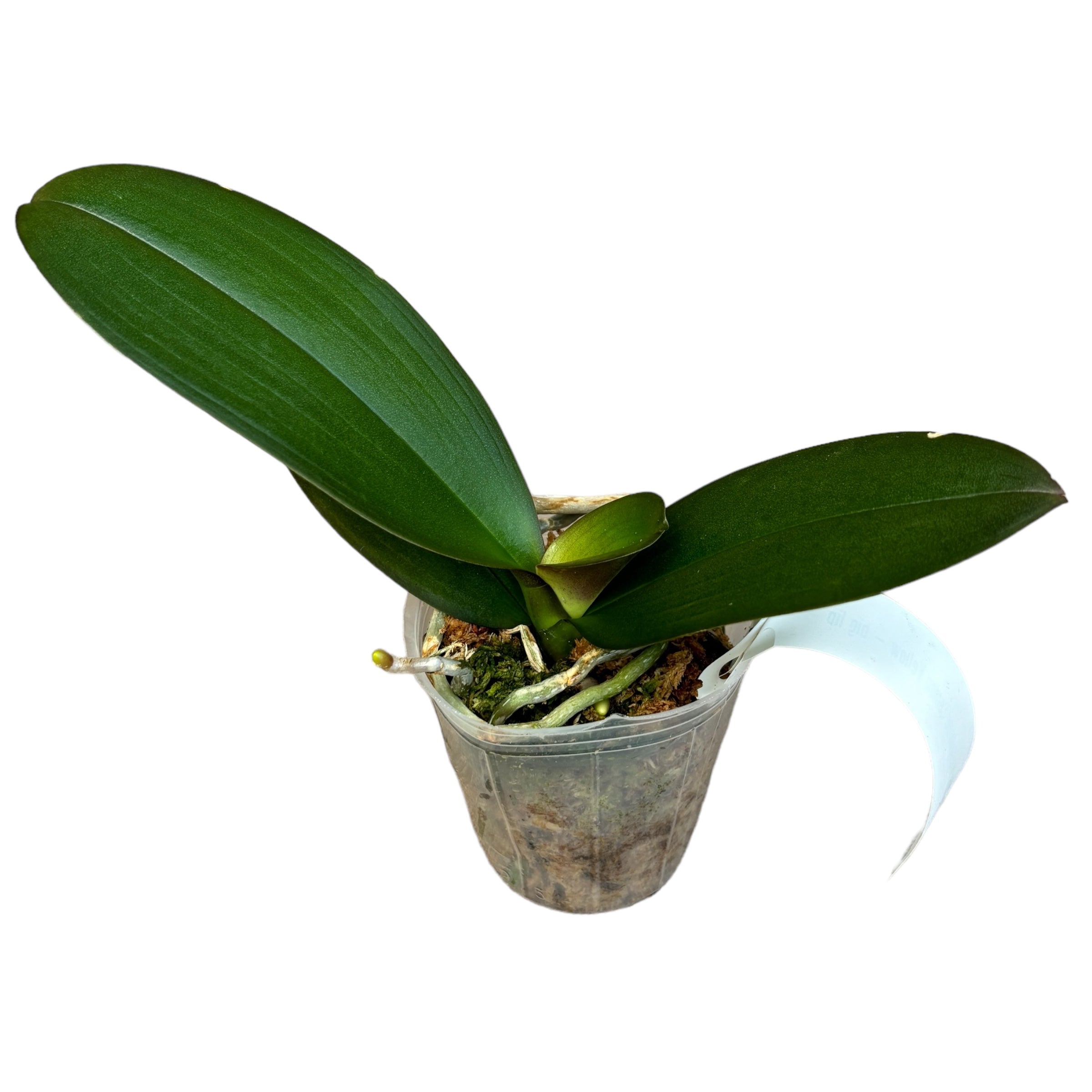 Phalaenopsis Younghome Lemon Yellow - big lip