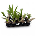 Catanoches Taiwan Red Diamond