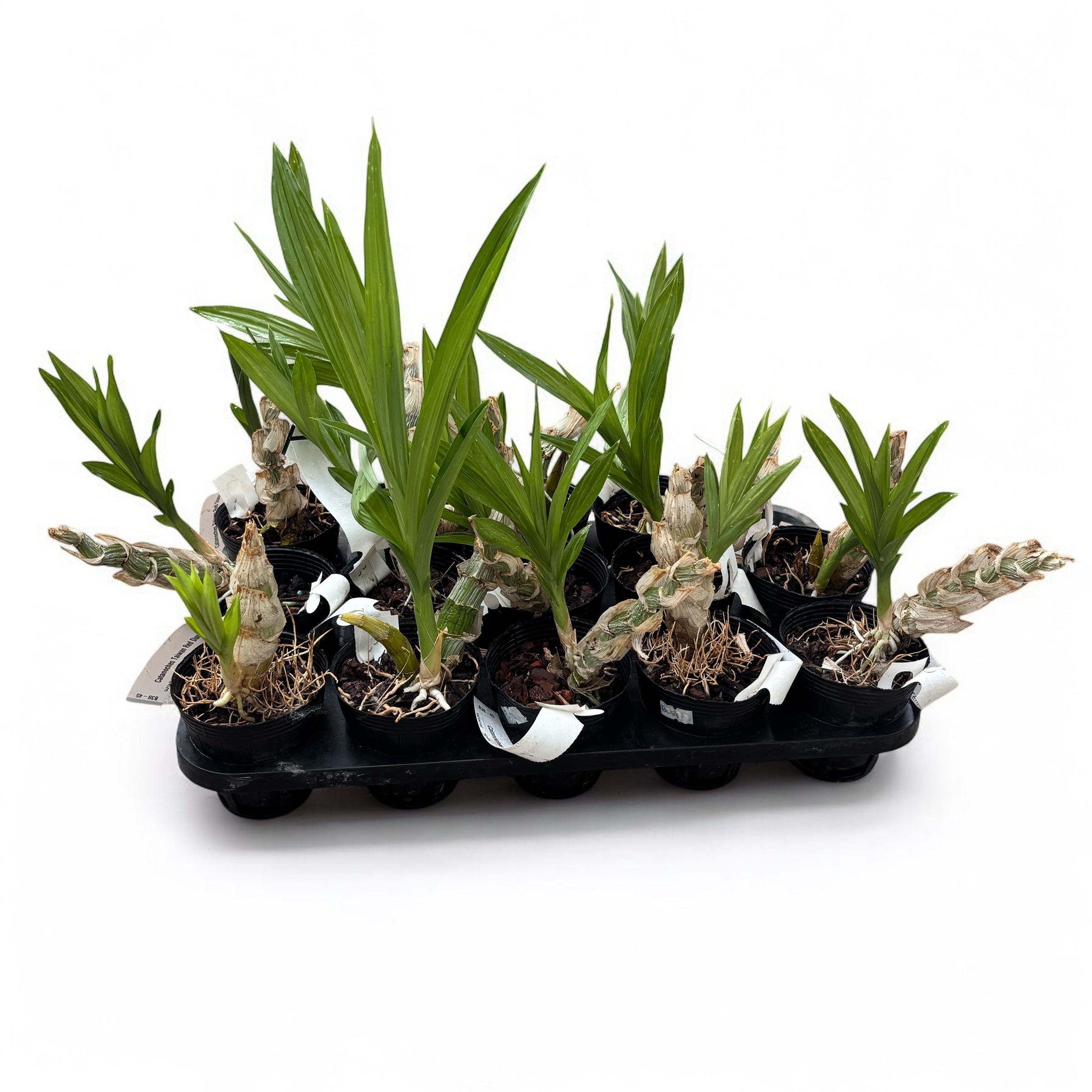 Catanoches Taiwan Roter Diamant