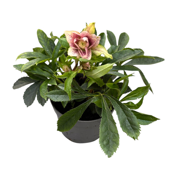 Helleborus orientalis ‘Double Ellen Pink’ (Spanz) D12