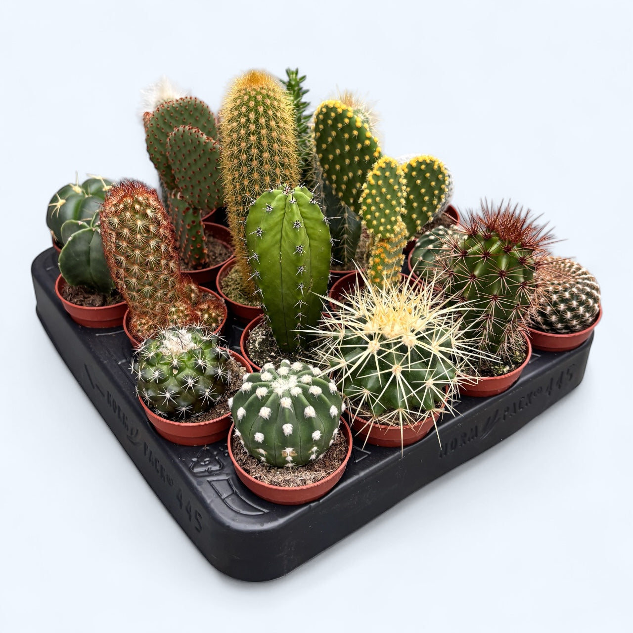 Cactusi mix  - set de 20 plante
