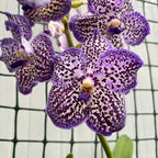 Βάντα Sunanda Royal Purple (Ansu)