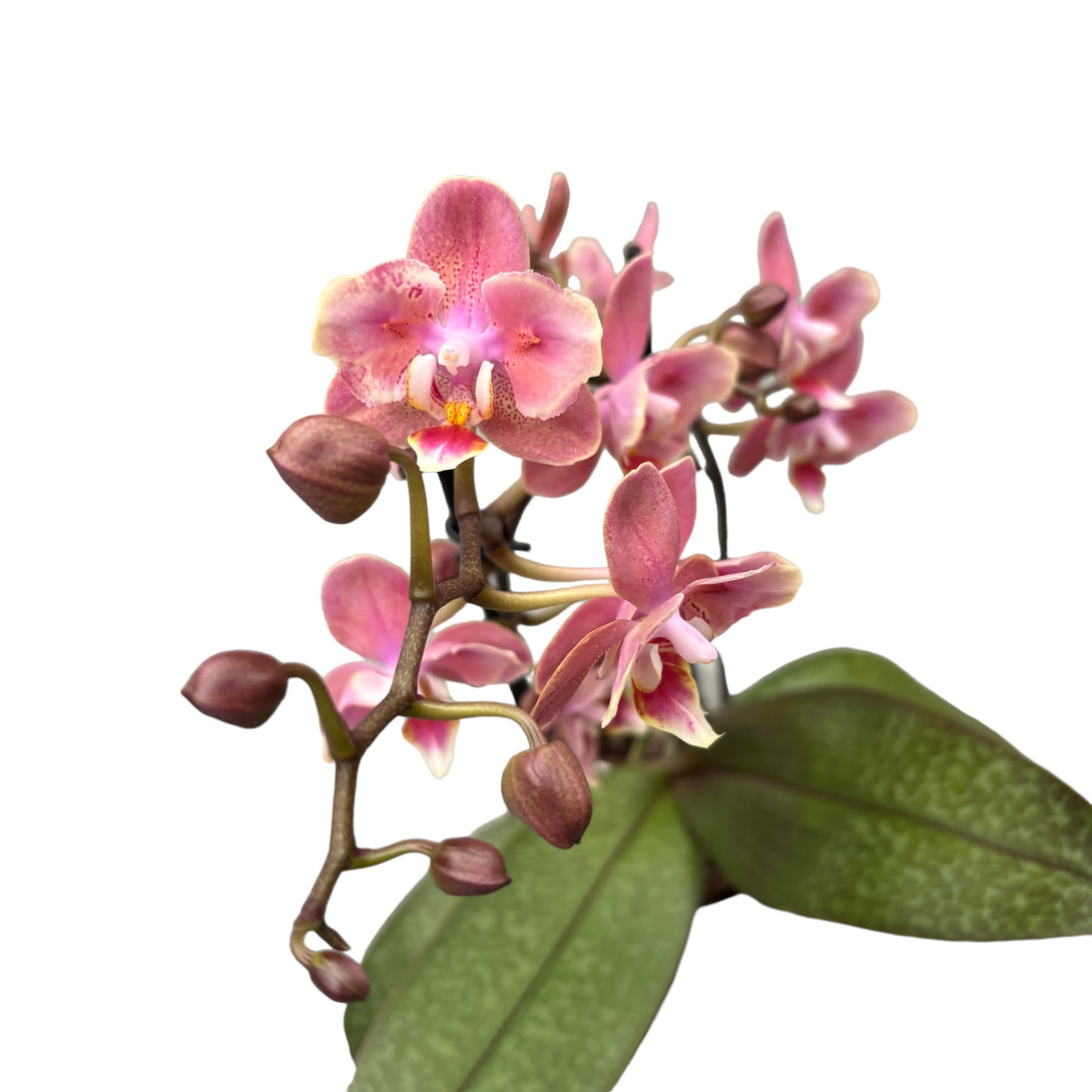 Phalaenopsis Odorion * flori PELORICE
