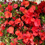 Bougainvillea 'Dania Orange' - Floarea de hartie portocalie