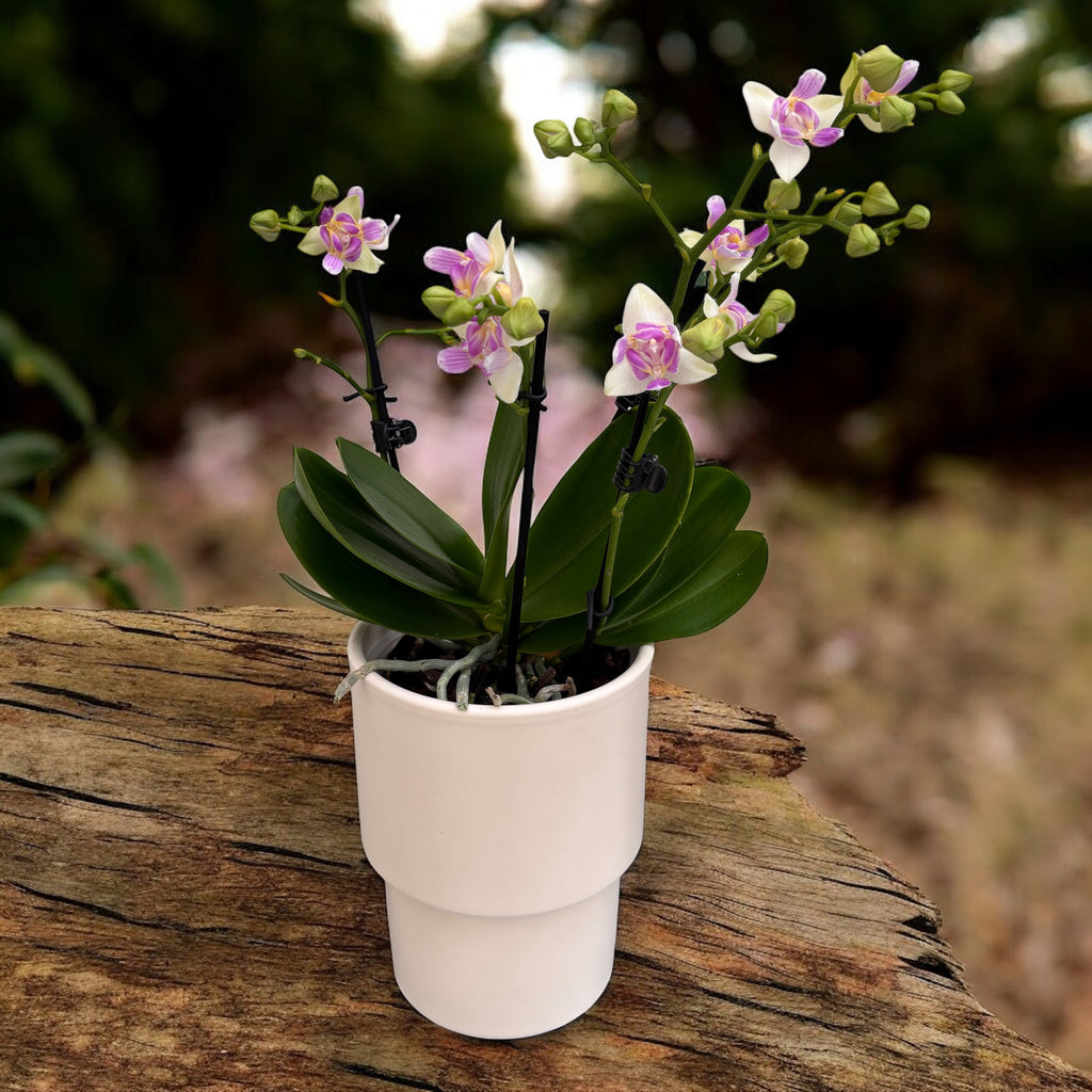 Phalaenopsis Blossom Bliss (flori pelorice)