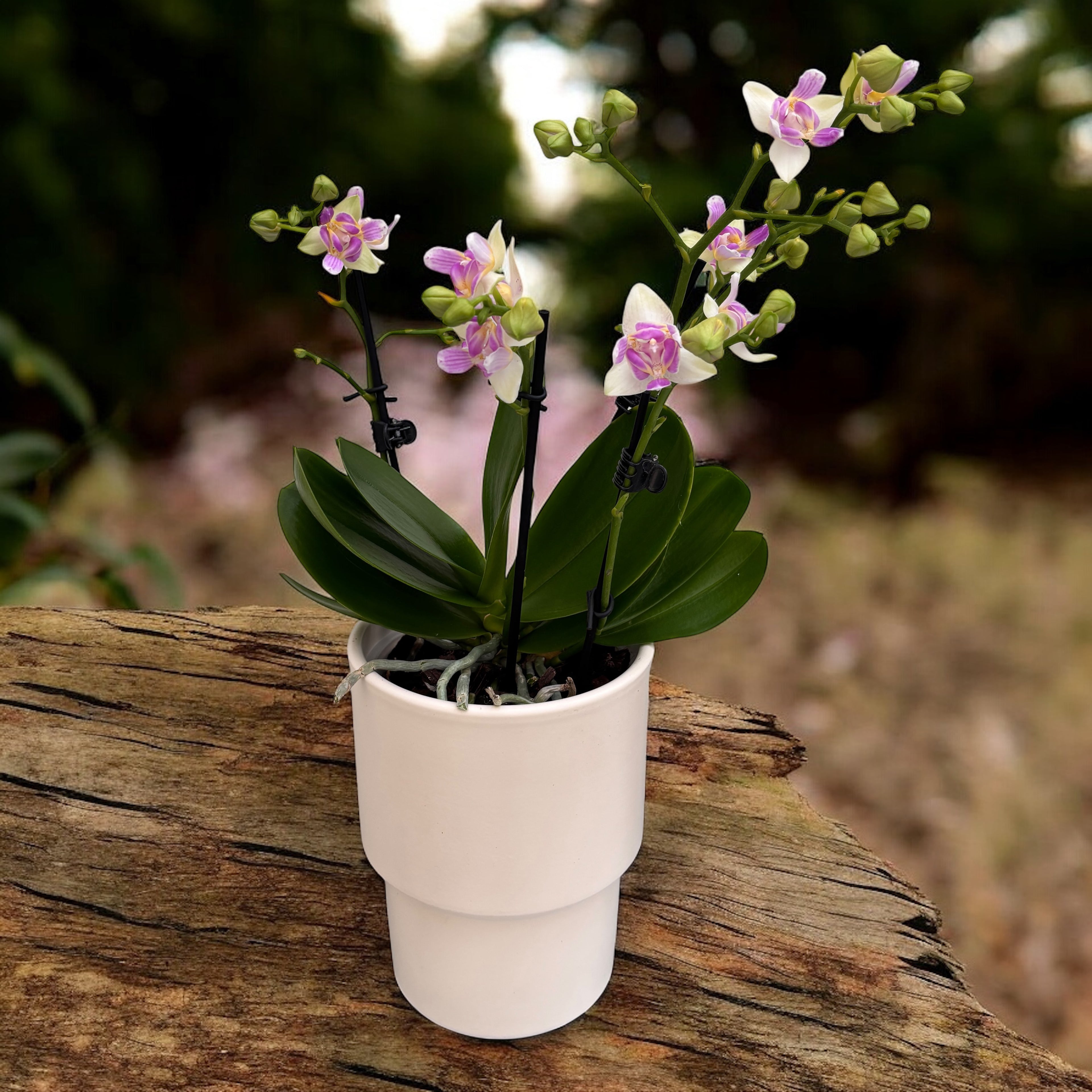 Phalaenopsis Blossom Bliss (flori pelorice)