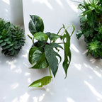 Epipremnum Pinnatum tarka 3 növény/cserép