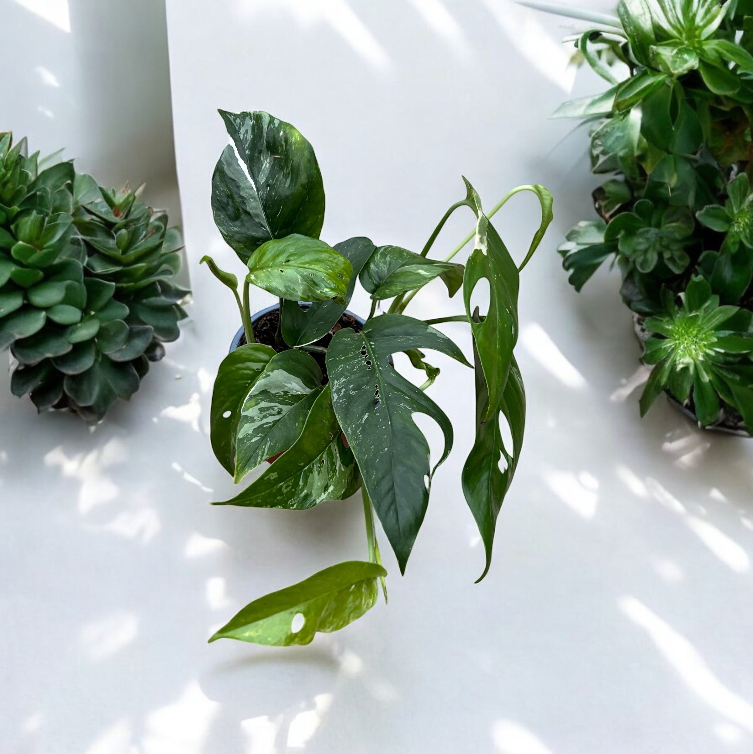 Epipremnum Pinnatum variegated 3 plante/ghiveci