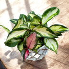 Hoya carnosa 'Tricolor' (Krimson Princess) D9