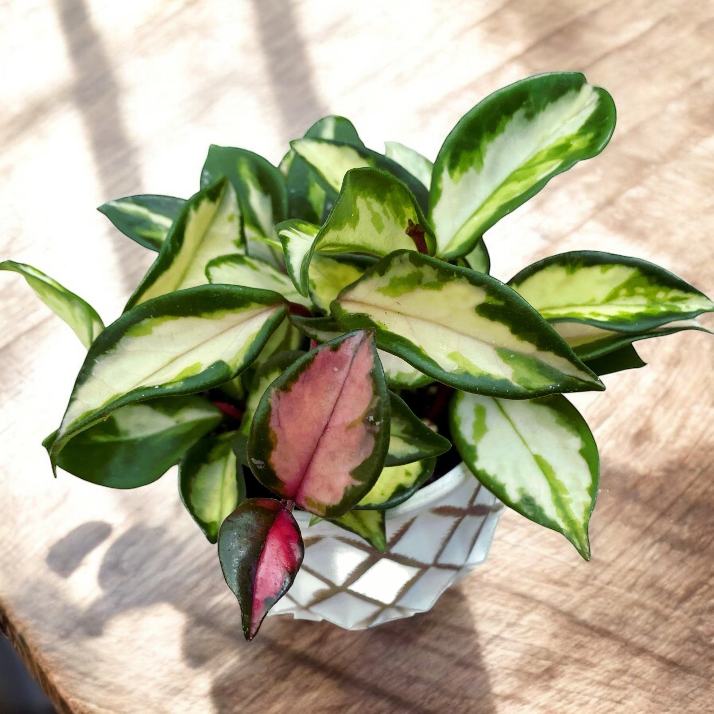 Hoya carnosa 'Tricolor' (Krimson Princess) D9