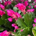 Schlumbergera 'Thor Wild Cactus Pink' 6pp