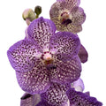Vanda Moonlight Blue (Ansu)