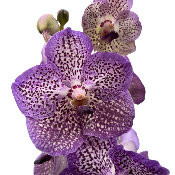 Vanda Moonlight Blue (Ansu)