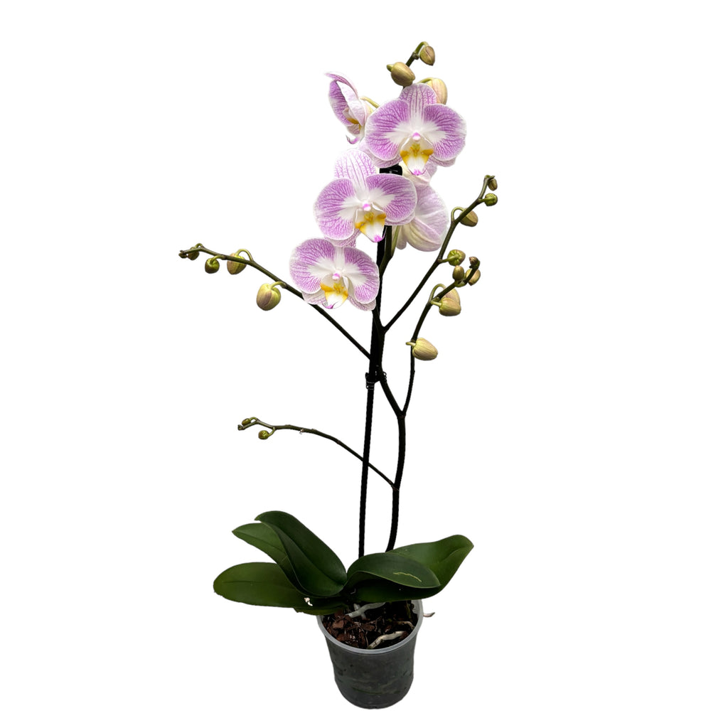 Phalaenopsis Timon