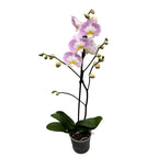 Phalaenopsis Timon