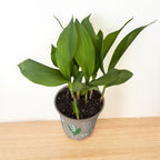 Lacramioare albe - Margaritar (Convallaria majalis) in ghiveci