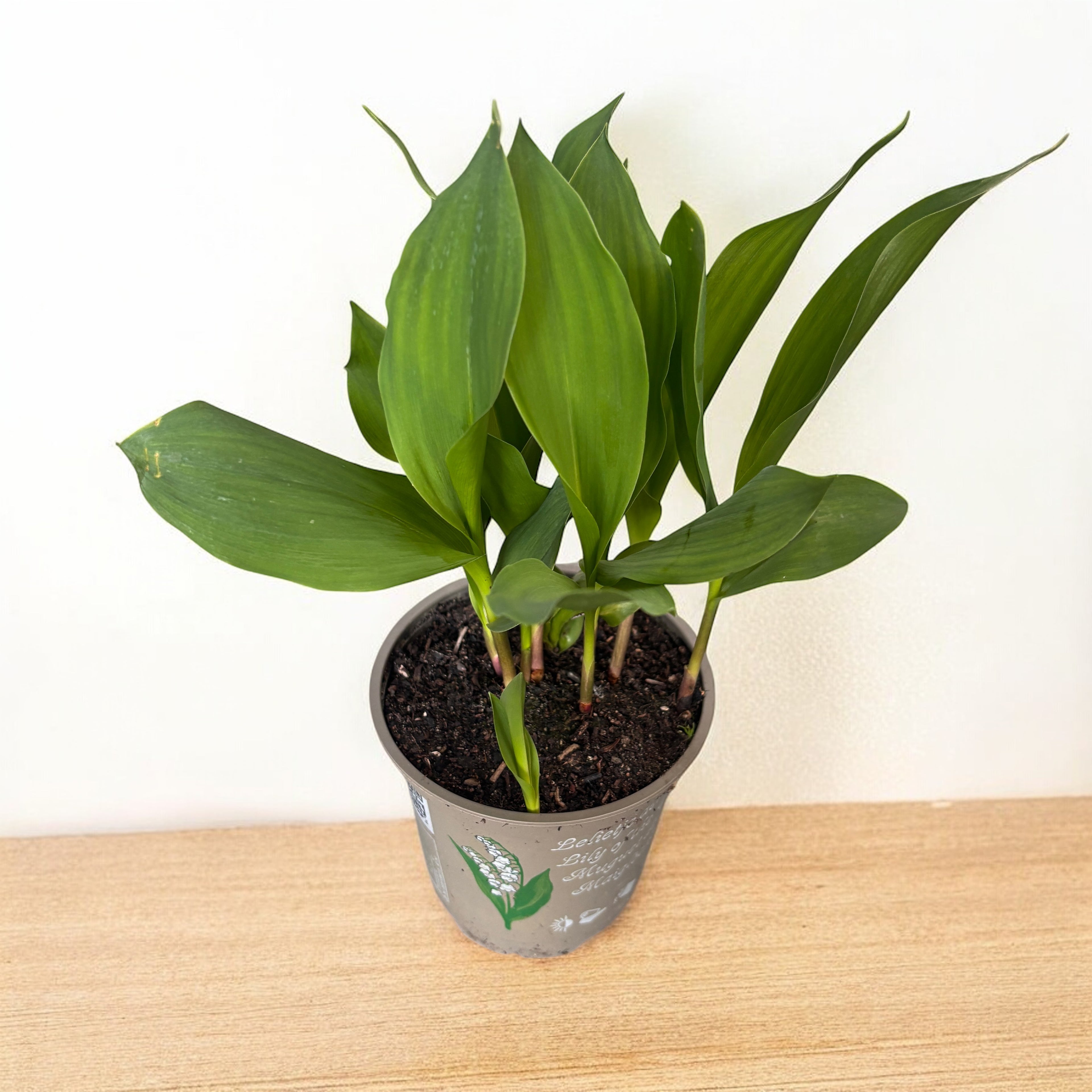 Lacramioare albe - Margaritar (Convallaria majalis) in ghiveci