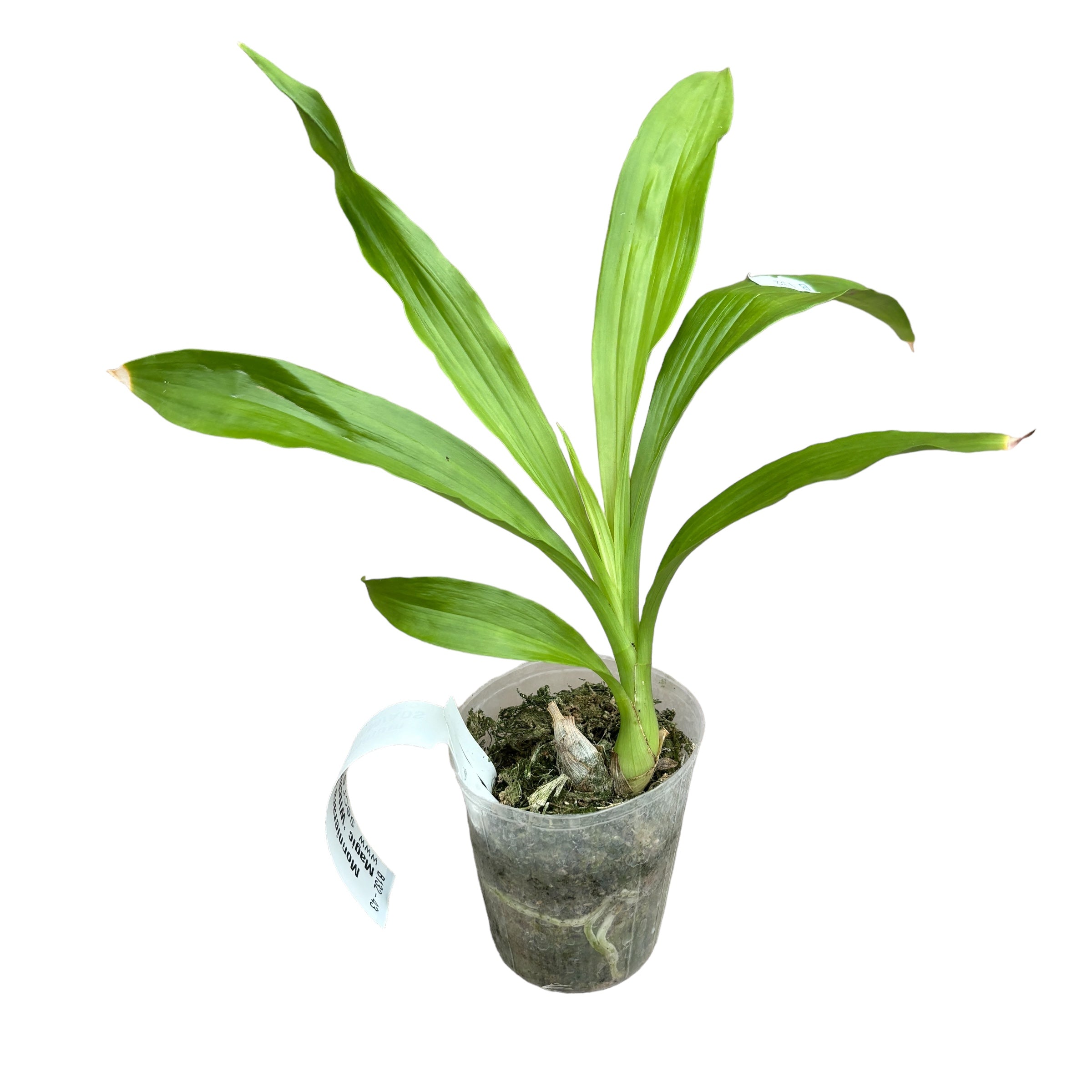 Monnierara Millennium Magic 'Witchcraft' AM/AOS - orhidee neagra parfumata