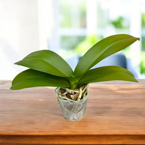 Phalaenopsis Miki Pink Panther (pelorikus) *nagy ajak