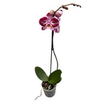 Phalaenopsis 'Limited #124’