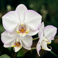 Phalaenopsis Taisuco Wonderland