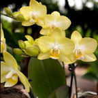 Phalaenopsis Sunny Shore