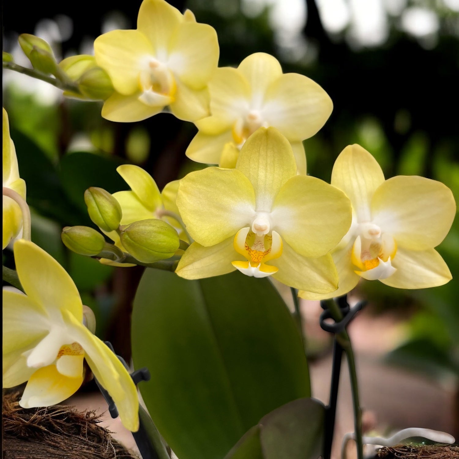 Phalaenopsis Sunny Shore