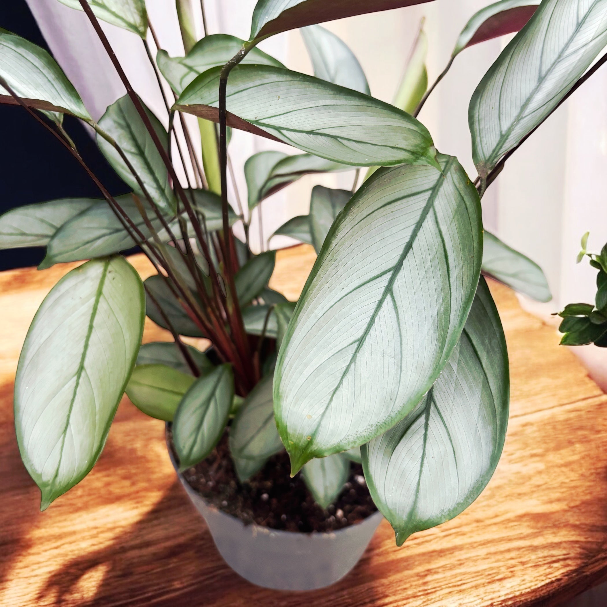 Calathea setosa ‘Silver Star’