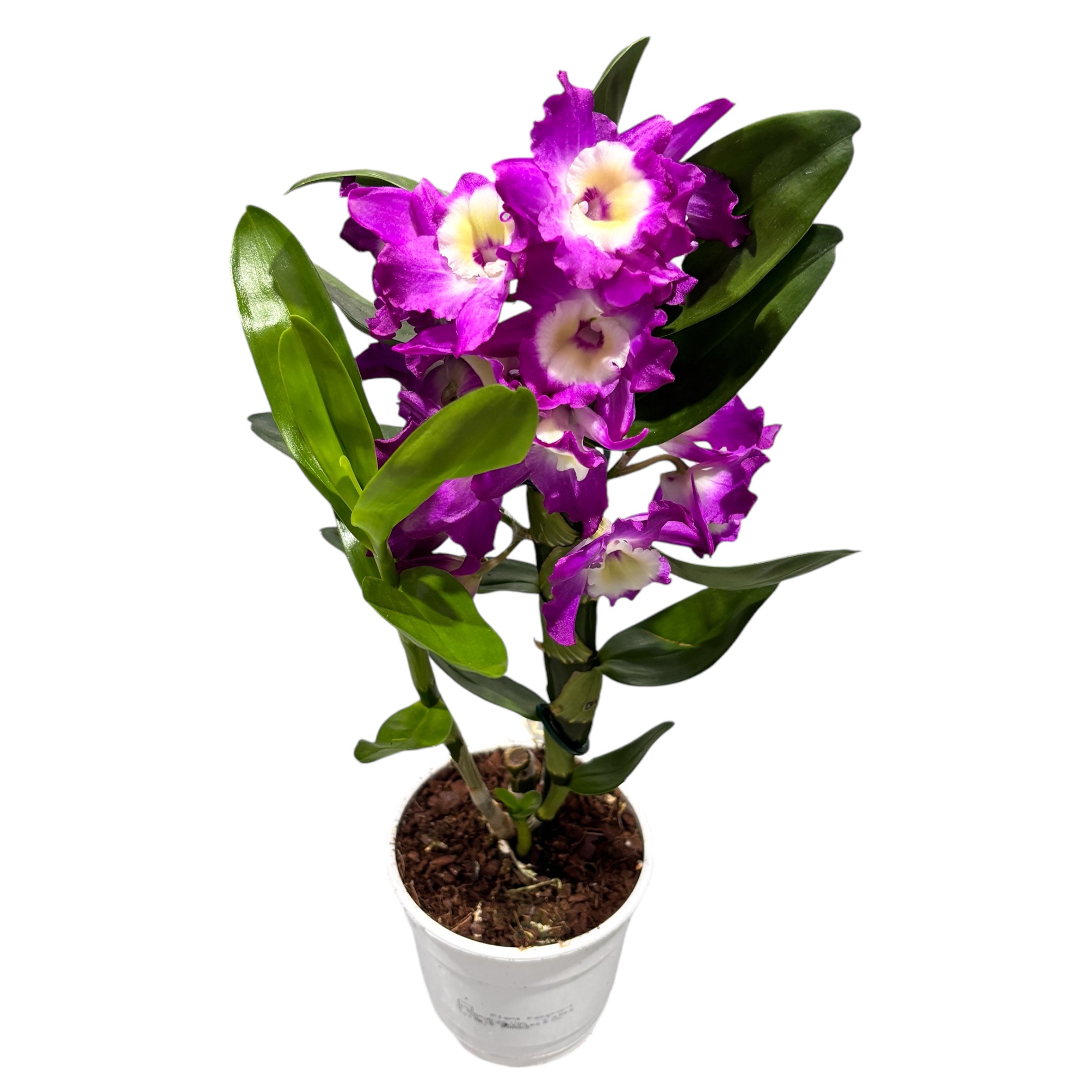 Dendrobium Nobile Akatsuki - fragrant