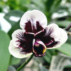 Phalaenopsis Hsinying Little Knight 'Plastic Doll'