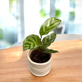 Calathea Freddie D6 - babyplant