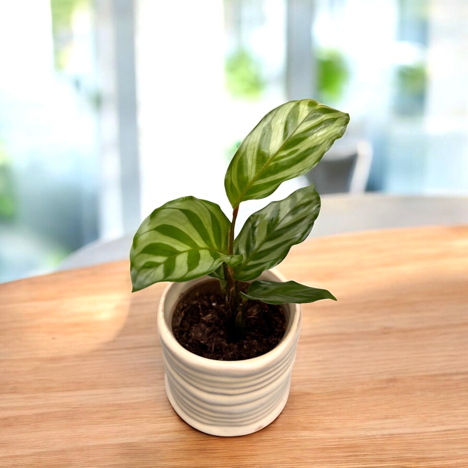 Calathea Freddie D6 - babyplant