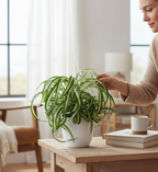 Chlorophytum comosum 'Bonnie' - Caribbean