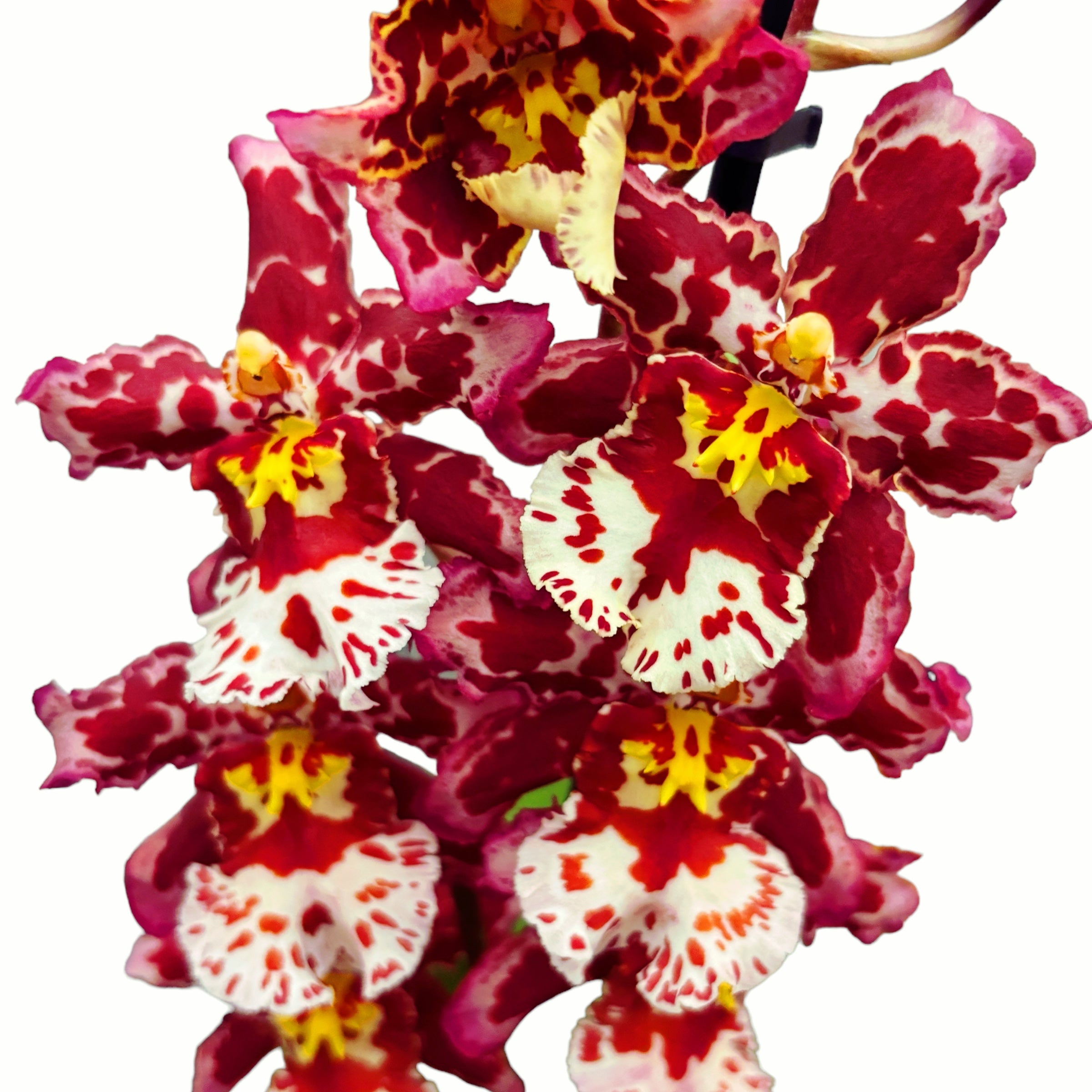 Wilsonara Ruusutarha