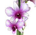 Dendrobium Phalaenopsis Polar Fire
