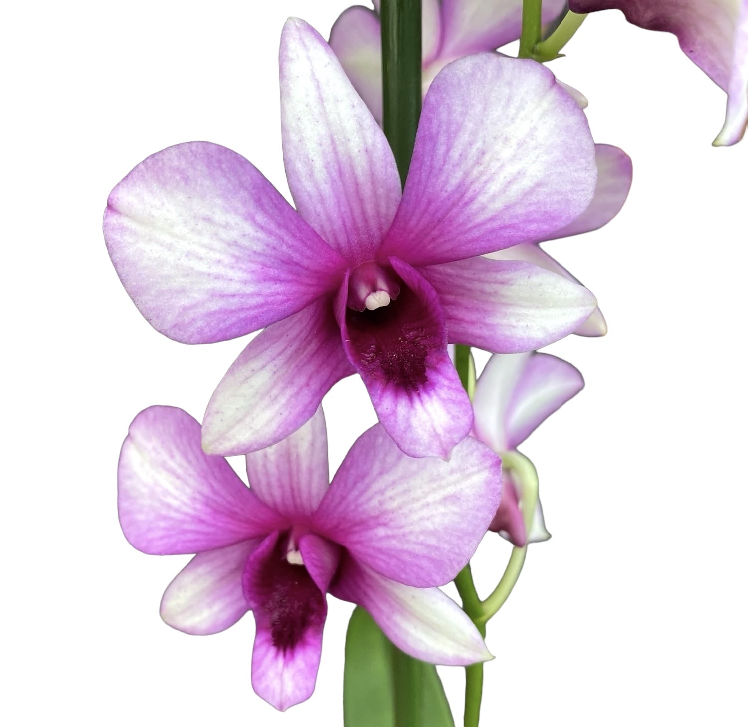 Dendrobium Phalaenopsis Polar Fire