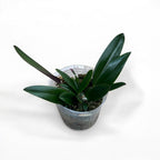 Cattleya schilleriana - parfumata