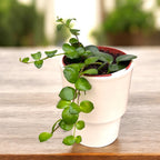 Aeschynanthus 'Pink Polka' (Rúzsvirág) 2-3 növény/cserép