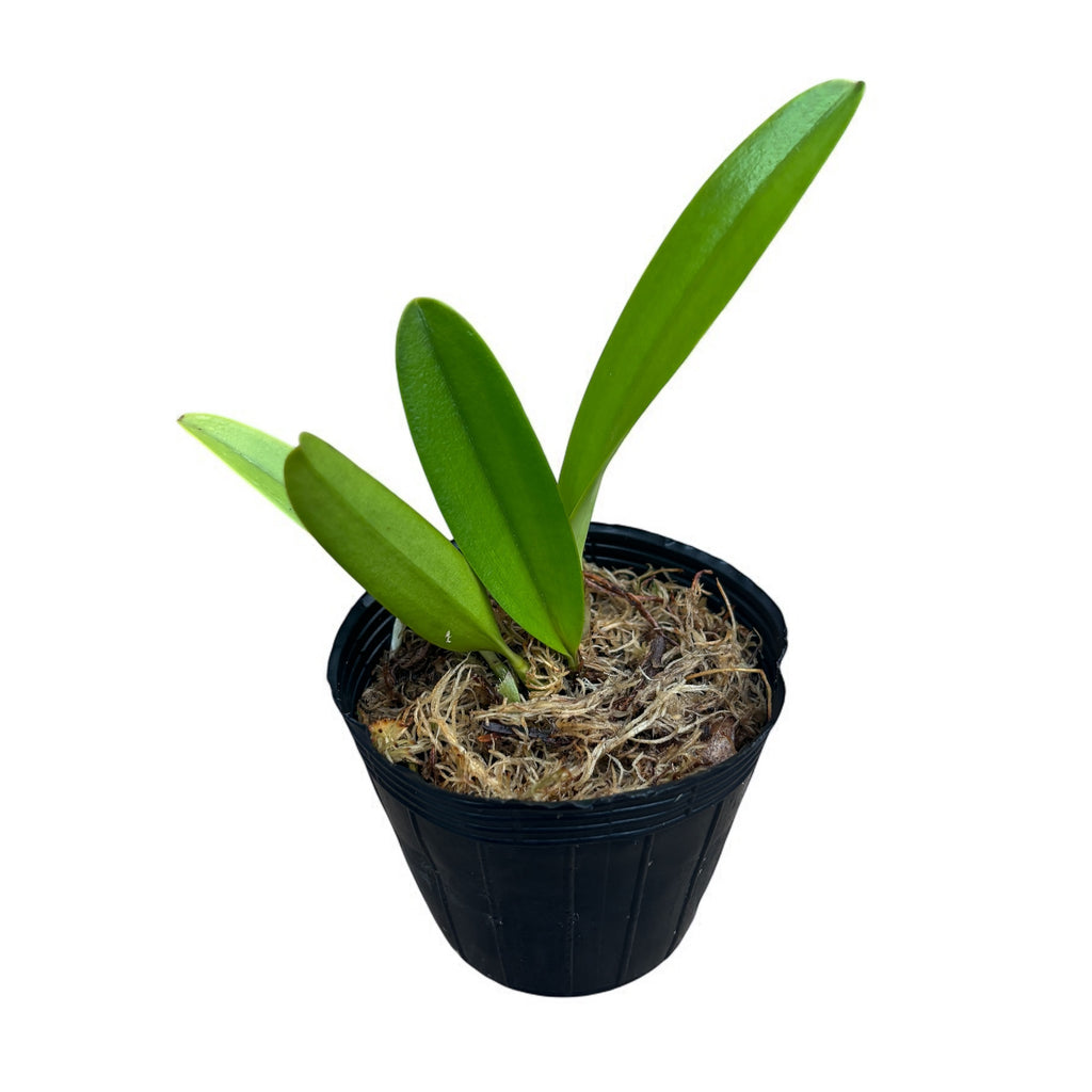 Rlc. Mari's Magic 'Chief Satisfaction' - duftend