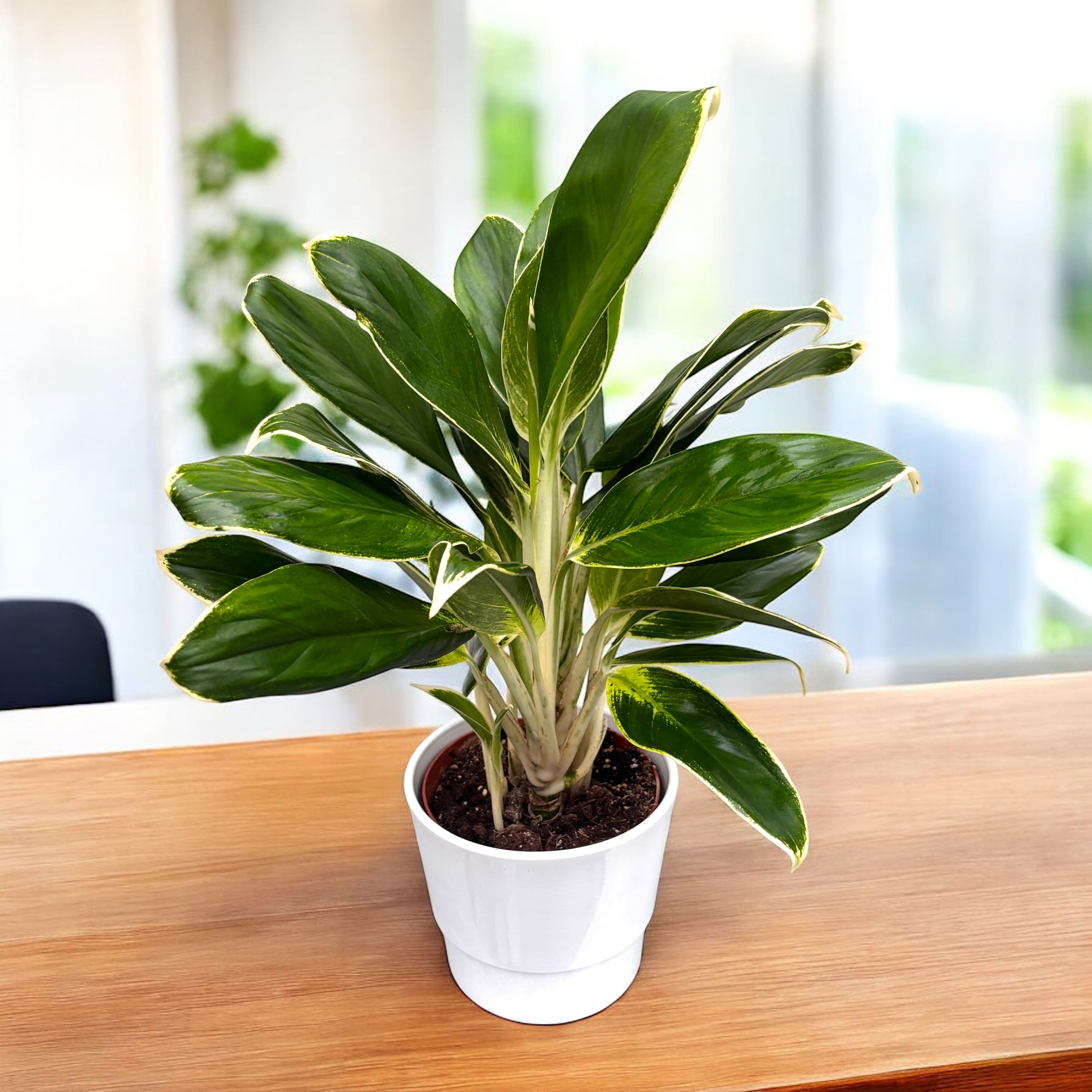 aglaonema white lime Aglaonema 'White Lime'