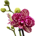Phalaenopsis Lioulin Divoká Kočka