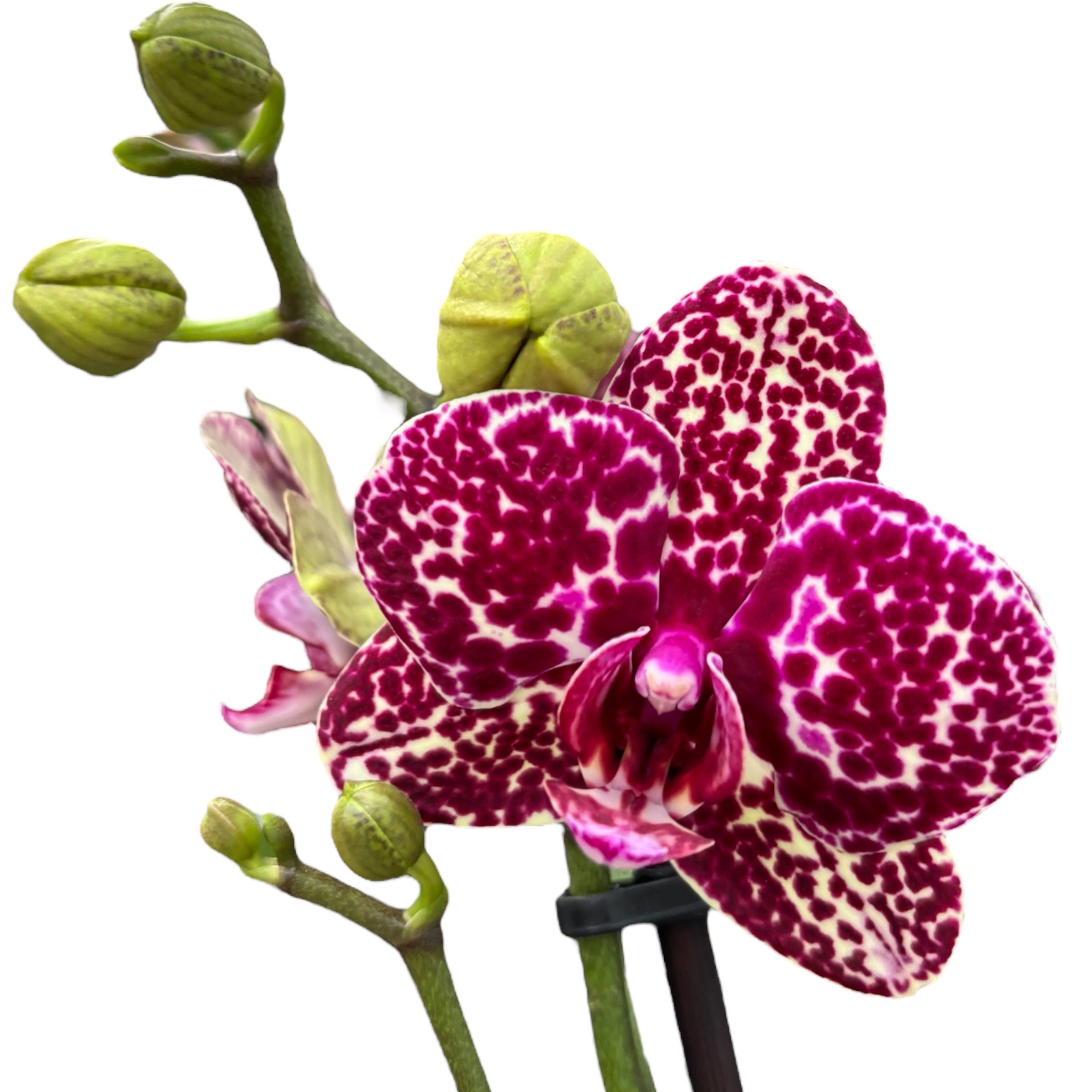 Phalaenopsis Lioulin Wild Cat
