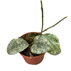 Hoya waymaniae 'Cloudy sky' (Kapuas)