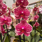 Phalaenopsis Red Sesame