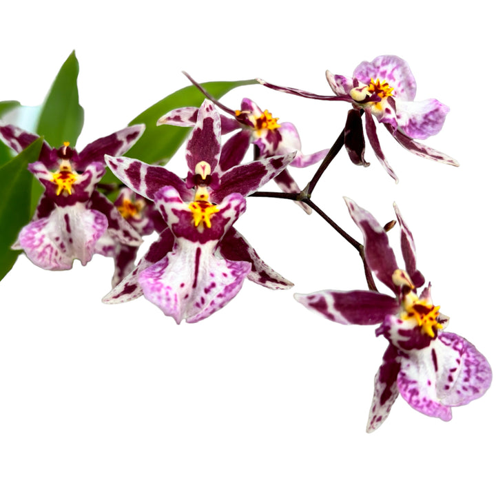 Oncidium (Cyrtocidium) Holm’s Wizard - pink - foarte parfumat!