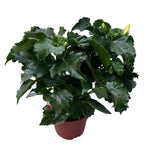 Hibiscus ‘Boreas White’ – large white tropical flowers (2 plants/pot)