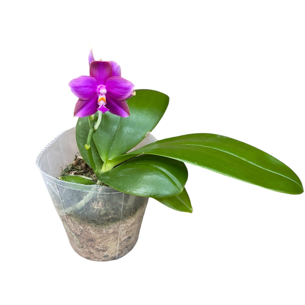 Phalaenopsis Miki Sabina 'Peach' - parfumée